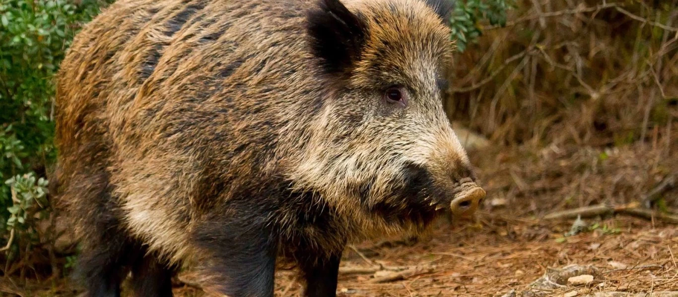 Ποια είναι τα αγριογούρουνα sus scrofa που «κατέδωσαν» τους Aλβανούς δολοφόνους του Α.Σταματιάδη